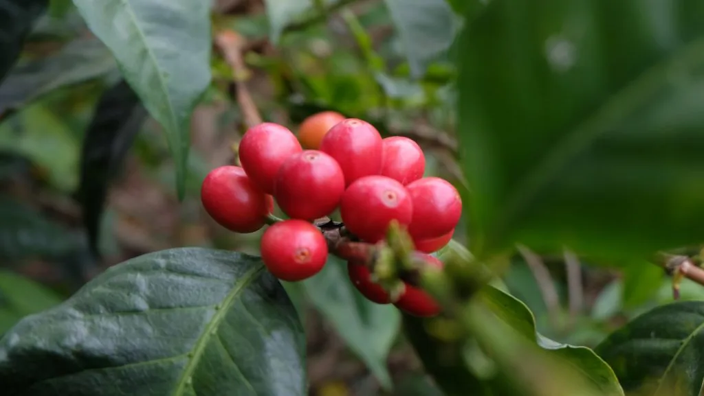 20grams Coffee Roastery - specialty coffee roaster in Singapore
