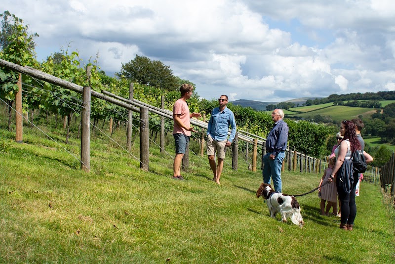 Alder Vineyard