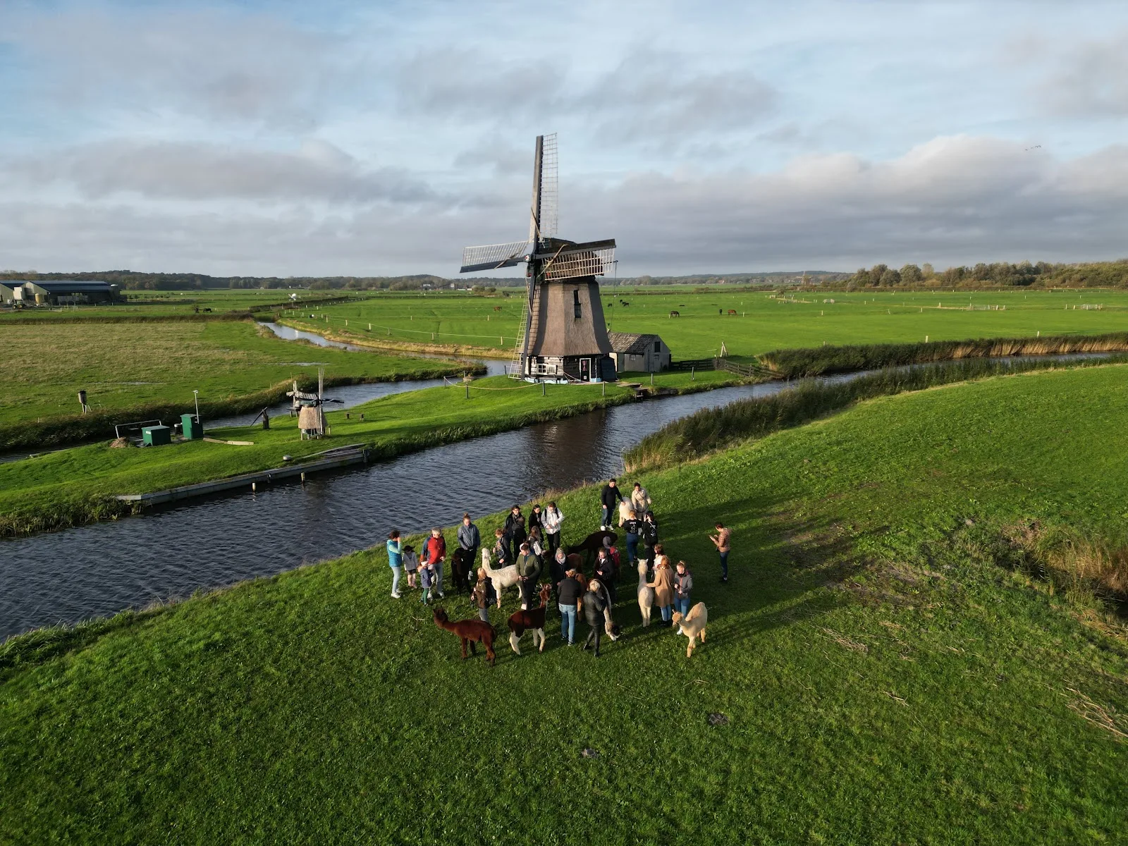 alpaca eco farm, alpaca cafe in egmond aan den hoef