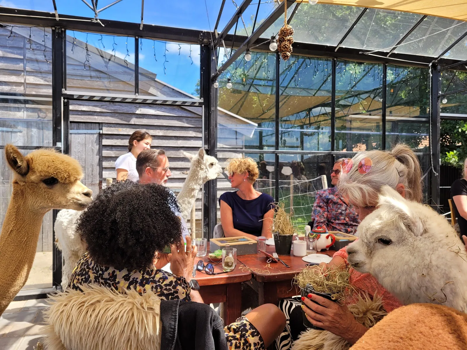 alpaca eco farm, alpaca cafe in egmond aan den hoef
