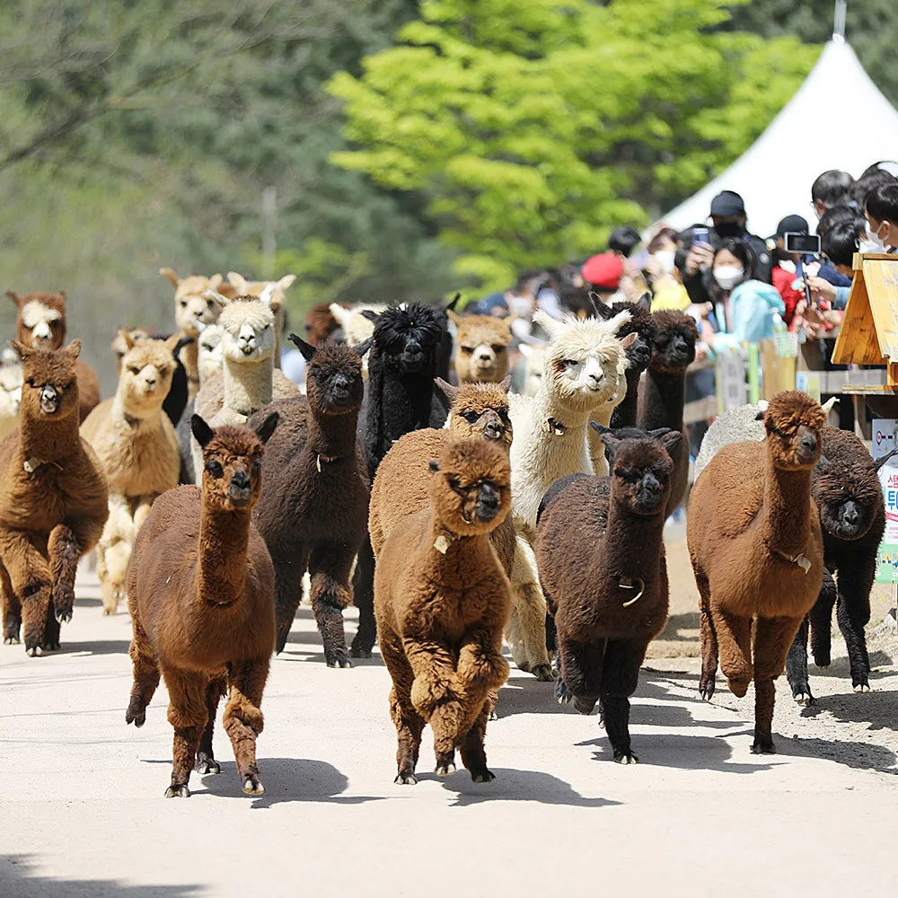 alpaca world, alpaca cafe in hongcheon