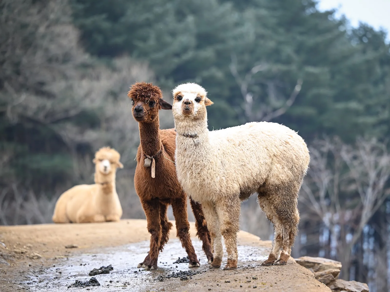 alpaca world, alpaca cafe in hongcheon