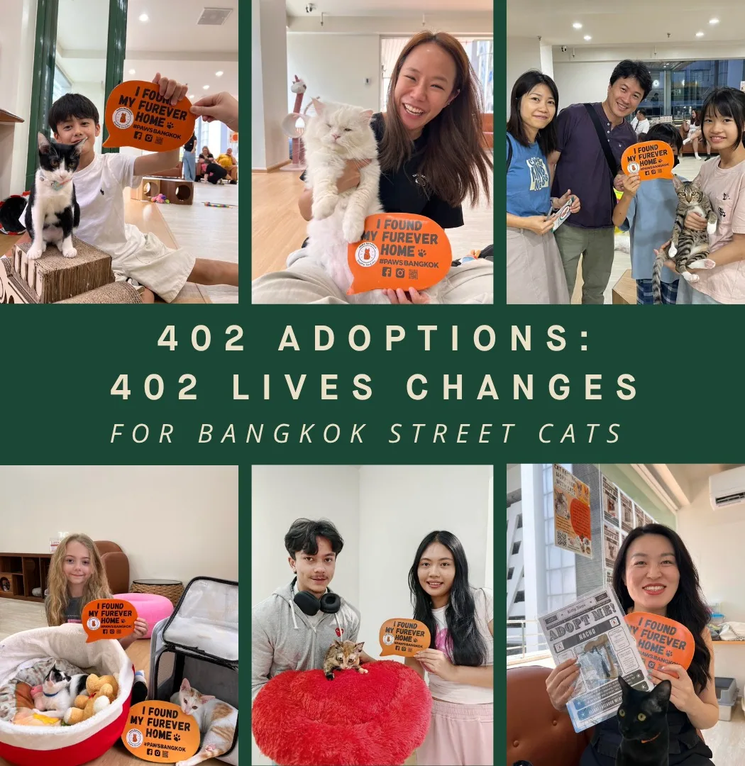 ASOK PETHOUSE CAT CAFE (via instagram)