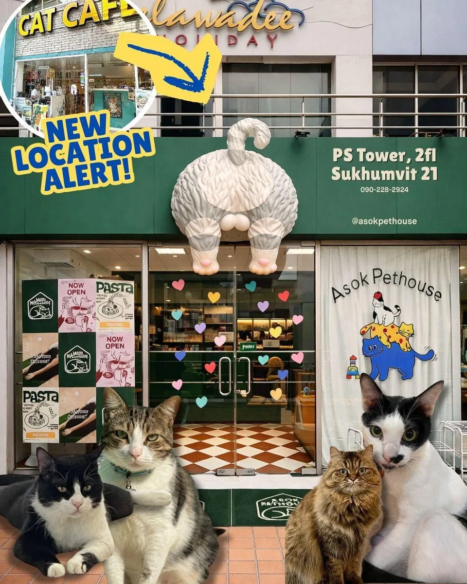 ASOK PETHOUSE CAT CAFE (via instagram)
