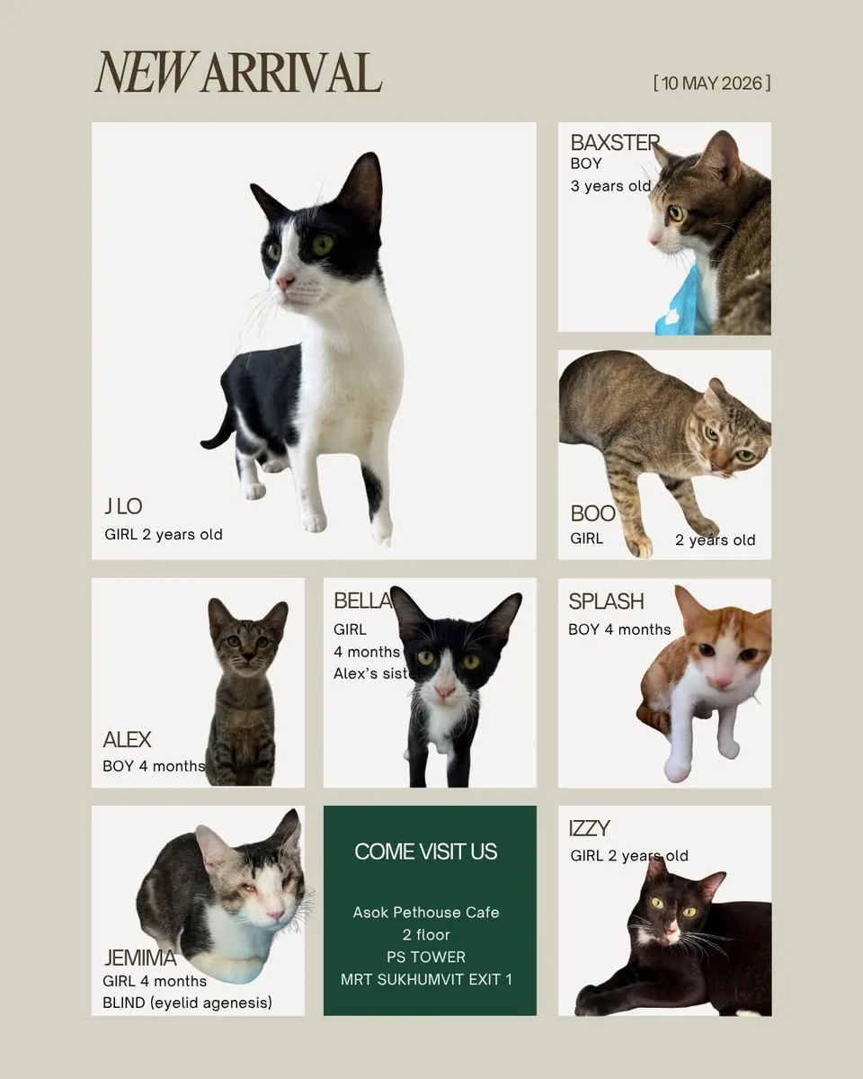 ASOK PETHOUSE CAT CAFE (via instagram)