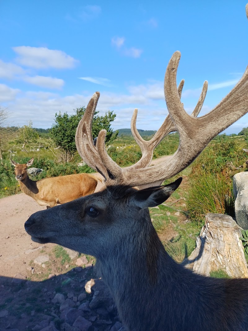 Bainloch Deer Park in Dumfries, specialty coffee cafe