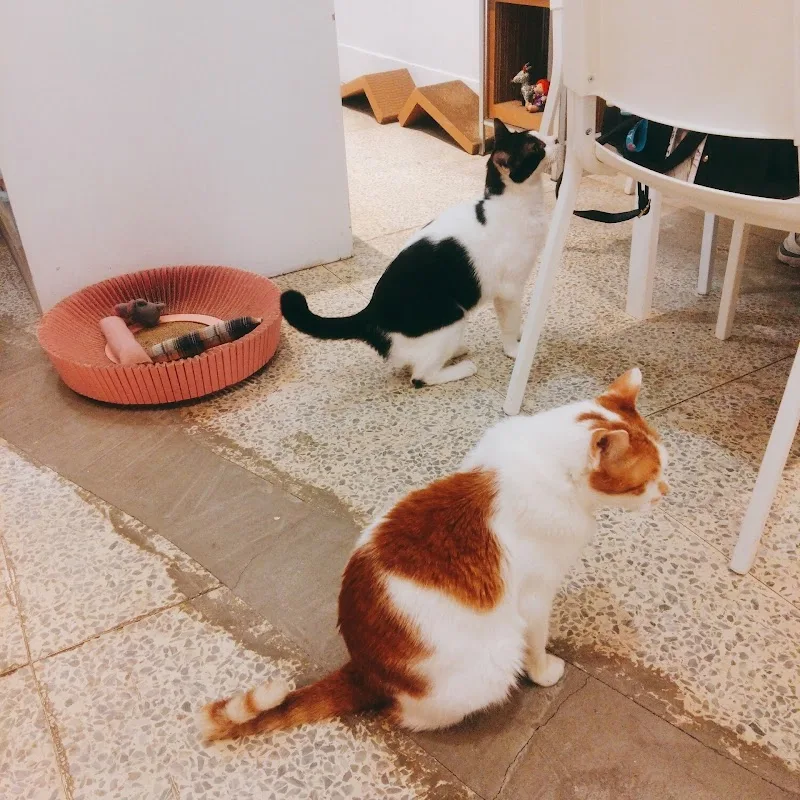 Baking Kedi Coffee Roastery 貓嘰咕自家烘焙咖啡 in Taipei — specialty coffee roaster