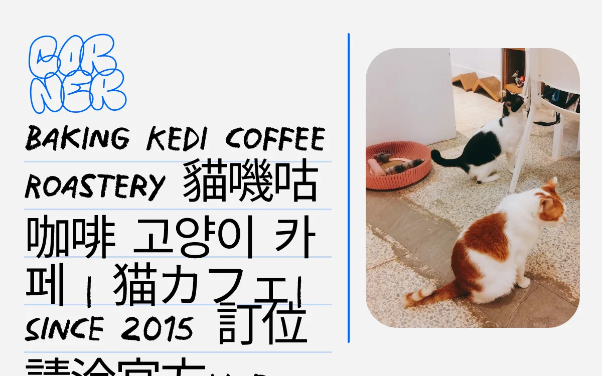 cat café interior with cats playing on floor near furniture and bowls., baking kedi coffee roastery 貓嘰咕自家烘焙咖啡, taipei