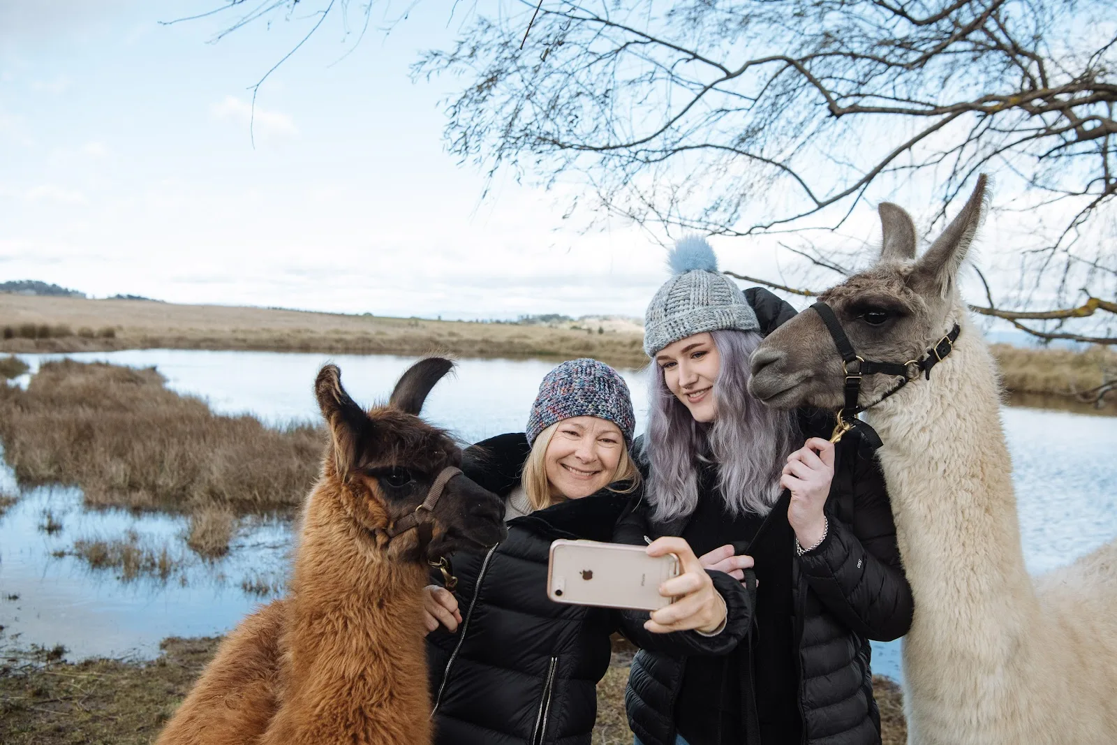 blackwattle alpaca farm, alpaca cafe in canberra