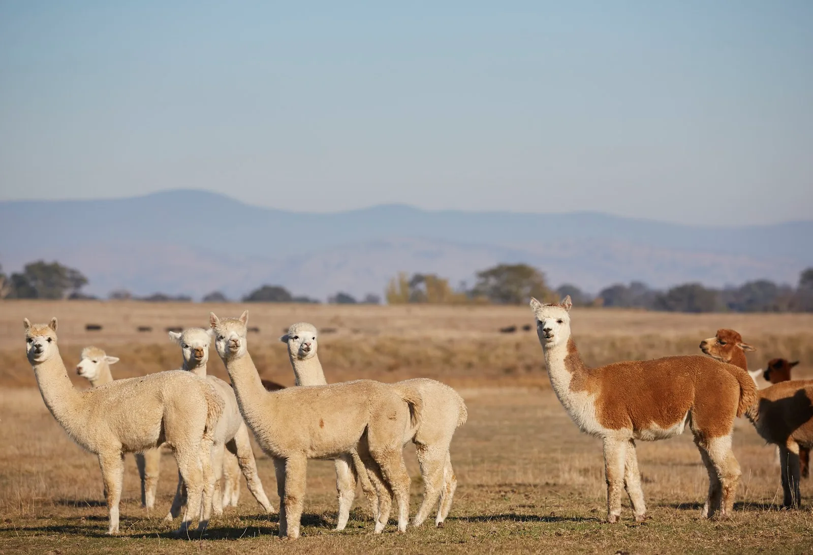 blackwattle alpaca farm, alpaca cafe in canberra