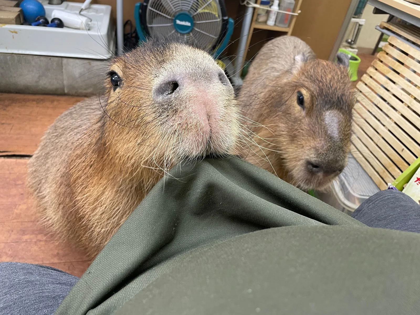 Capybara Cafe "Capybara Land" PUIPUI, Yokohama