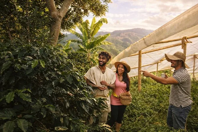 three people harvesting coffee beans on a mountainside plantation with valley backdrop., carulla palmas, medellín