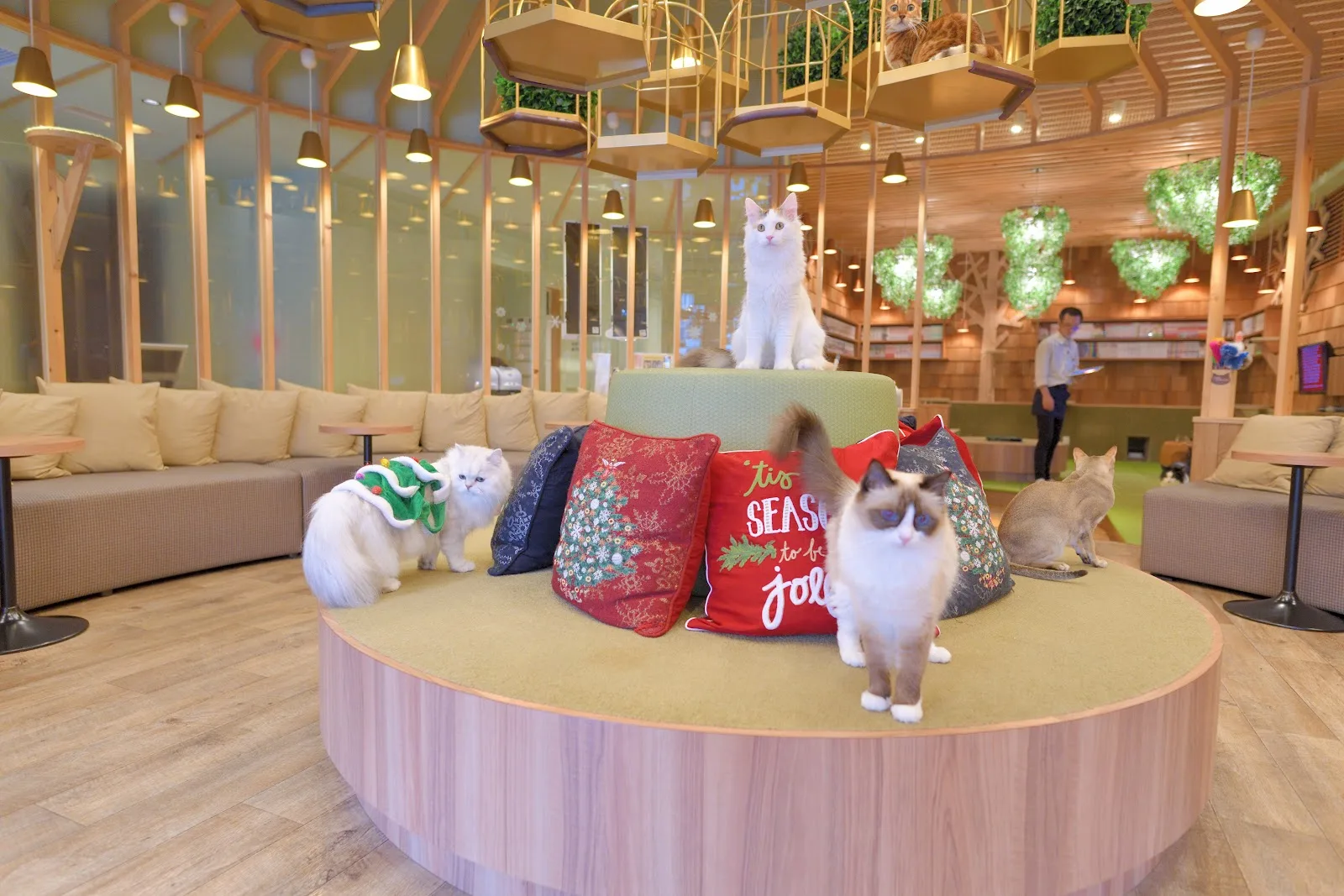 Cat cafe MoCHA Akihabara Store in Tokyo, specialty coffee cafe