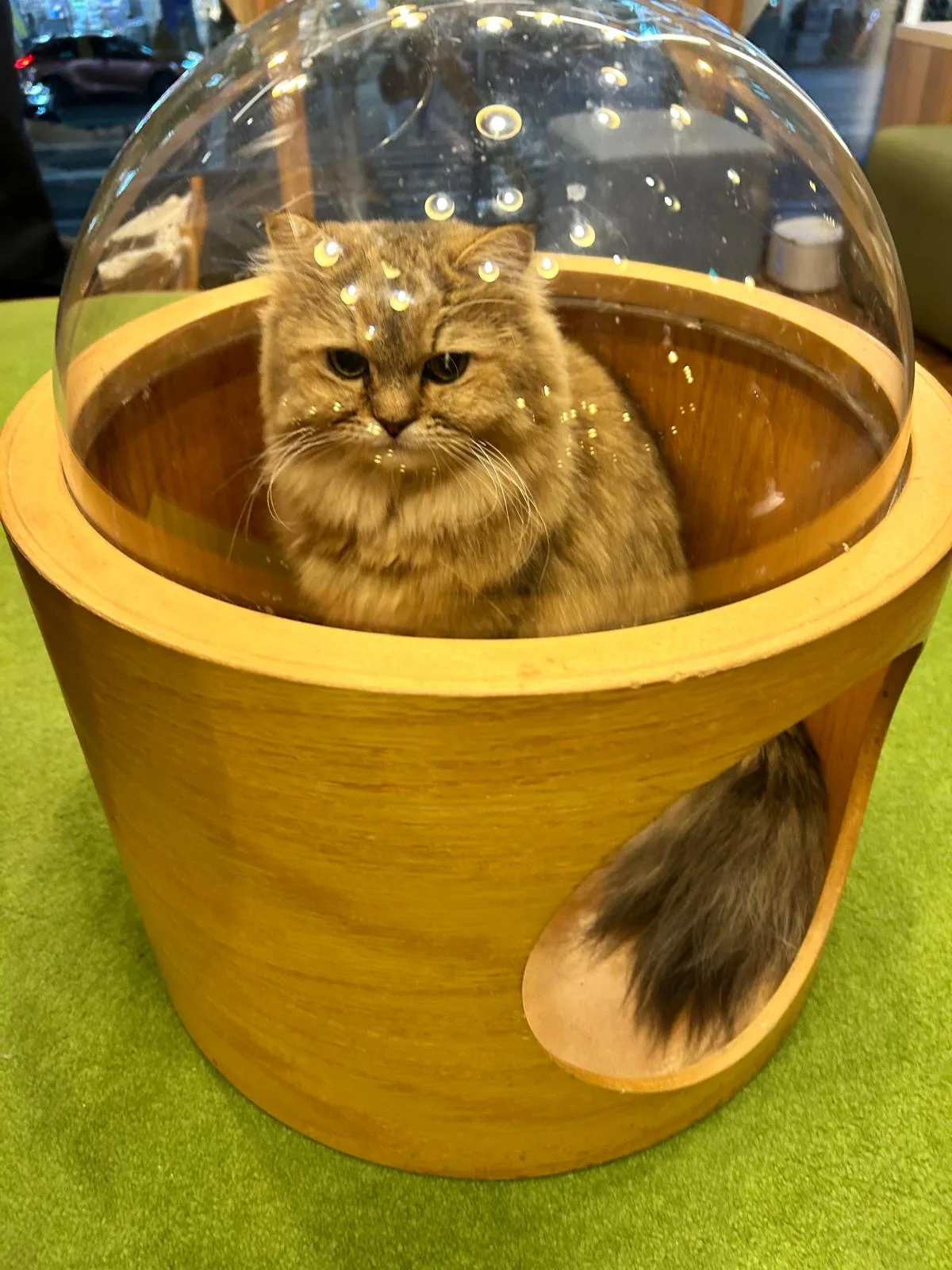 cat cafe mocha akihabara store, cat cafe in tokyo