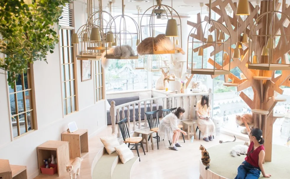 Cat Cafe MOCHA Harajuku in Tokyo, specialty coffee cafe