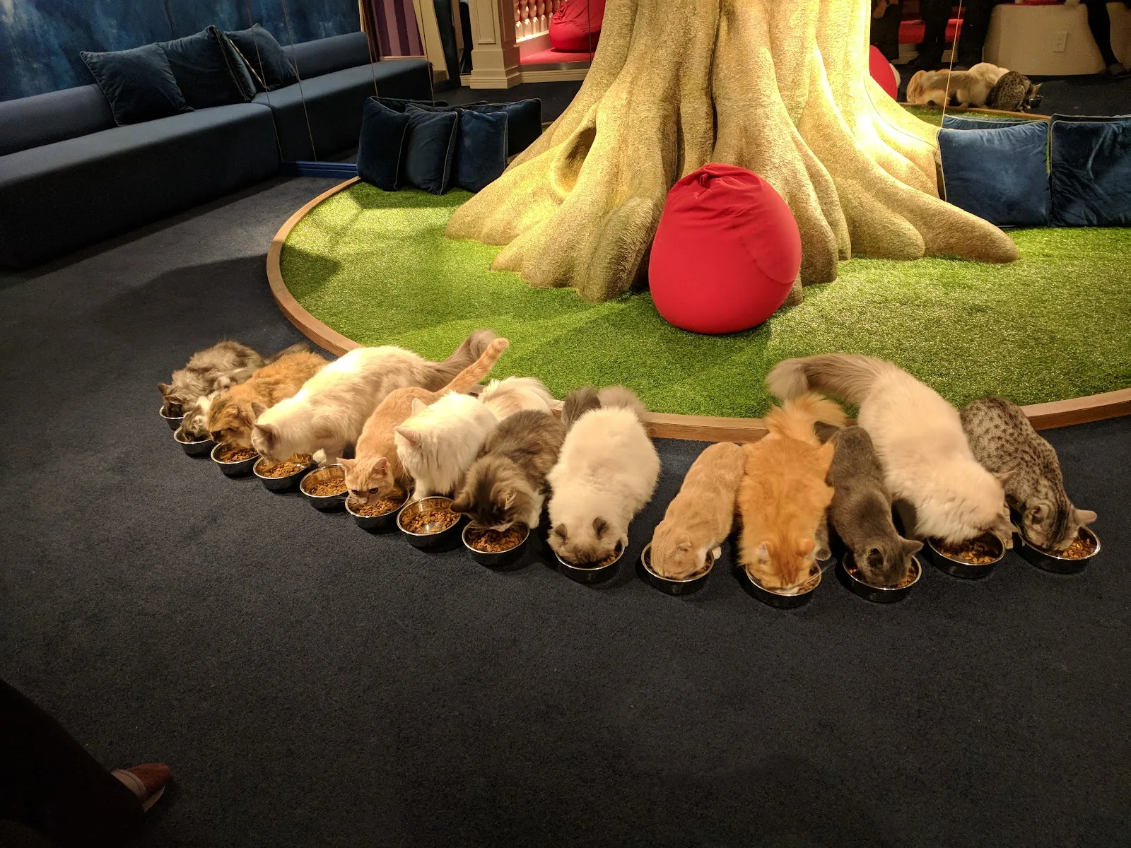 cat cafe mocha harajuku, cat cafe in tokyo
