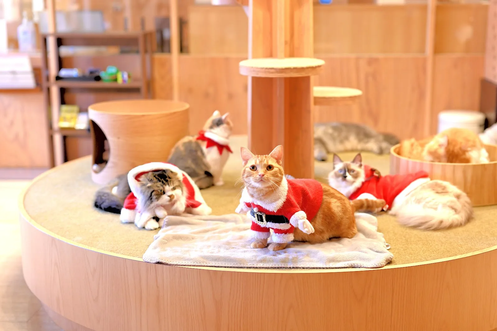 cat cafe mocha /ikebukuro west store, cat cafe in tokyo