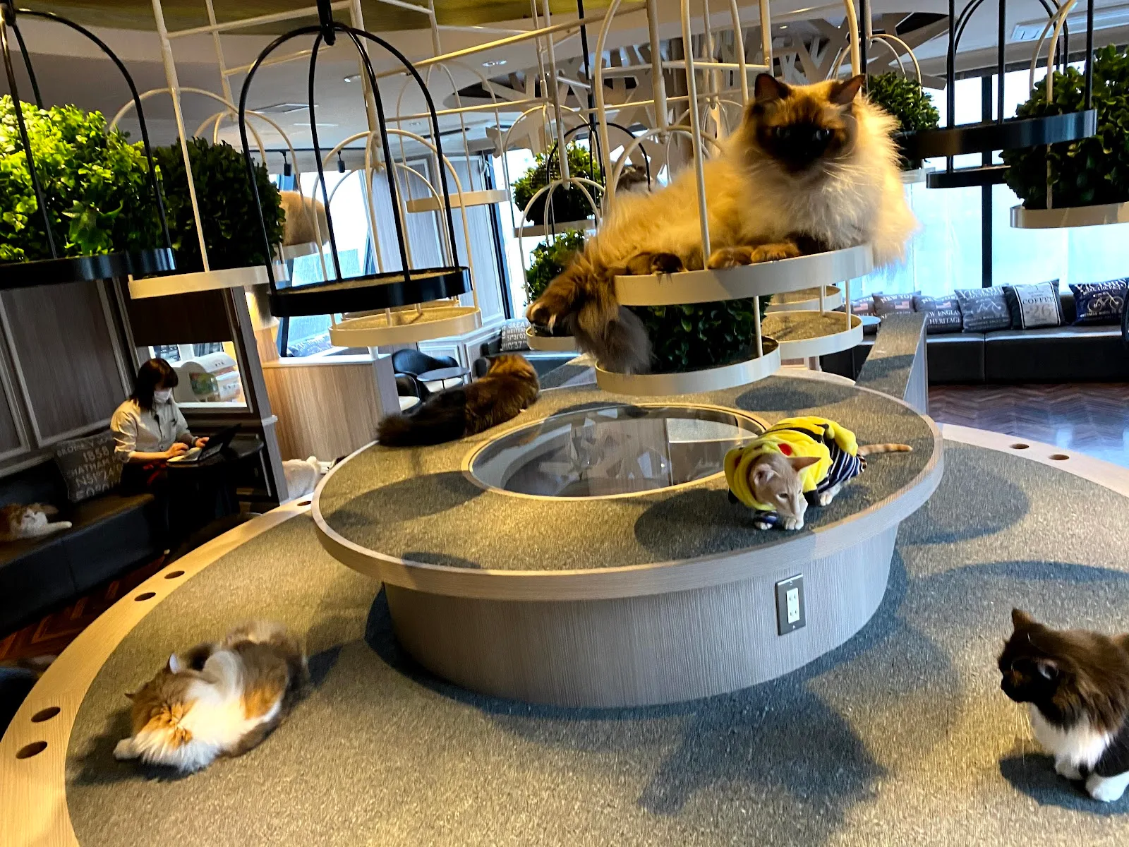 cat cafe mocha, cat cafe in tokyo
