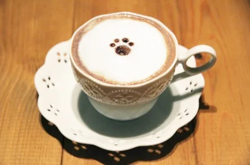 cat cafe temari no ouchi, cat cafe in tokyo