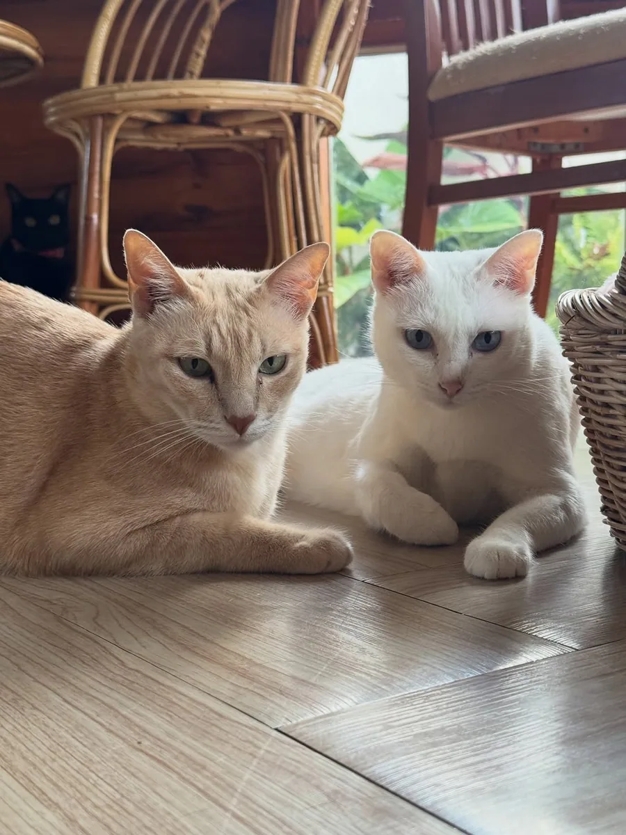Cat's Alley Cafe คาเฟ่แมวเชียงใหม่ (via instagram)