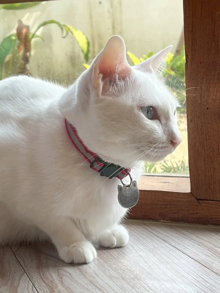 Cat's Alley Cafe คาเฟ่แมวเชียงใหม่ (via instagram)