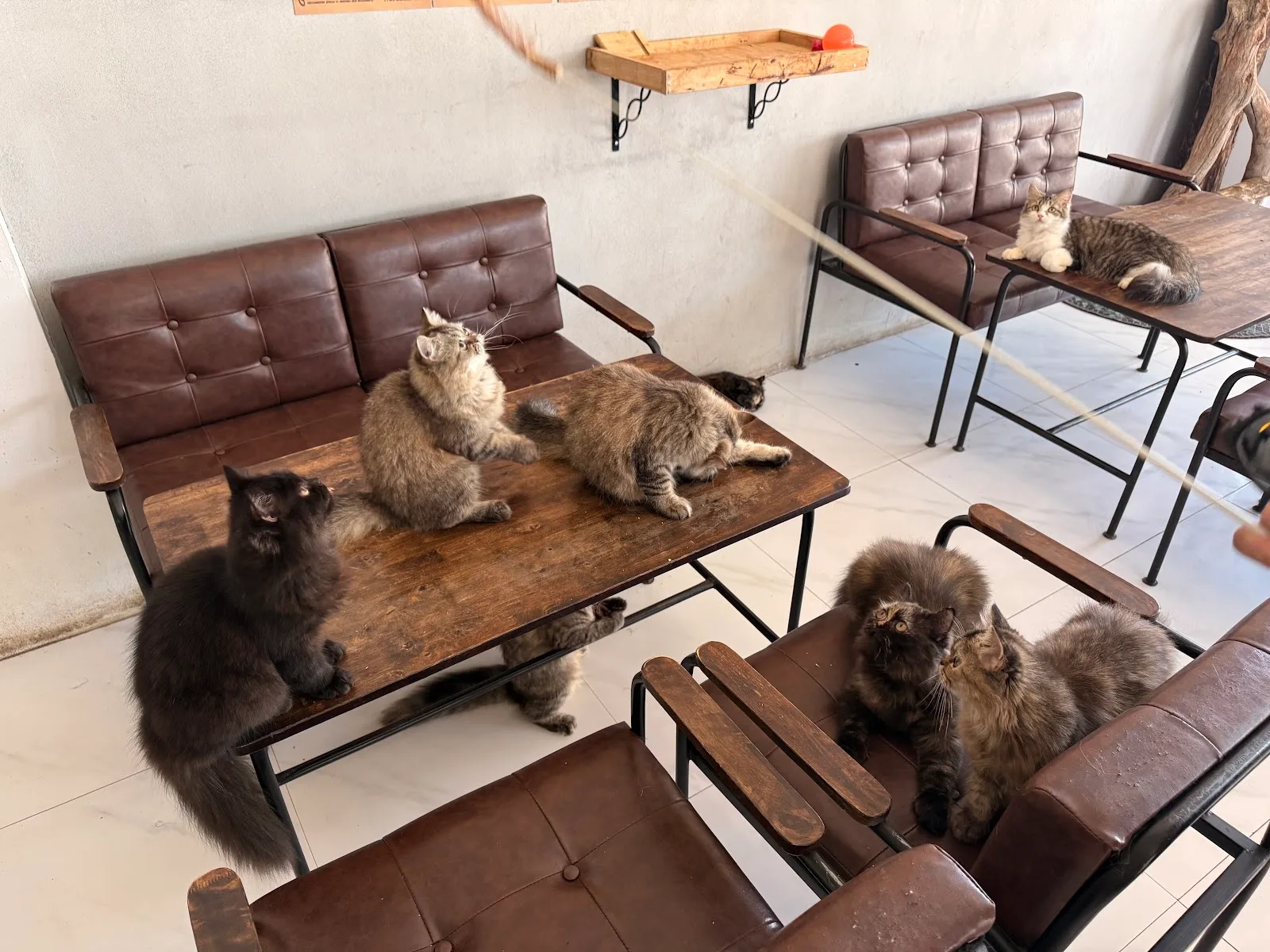 Cats Cafe | Samui Coffee & Co-Working