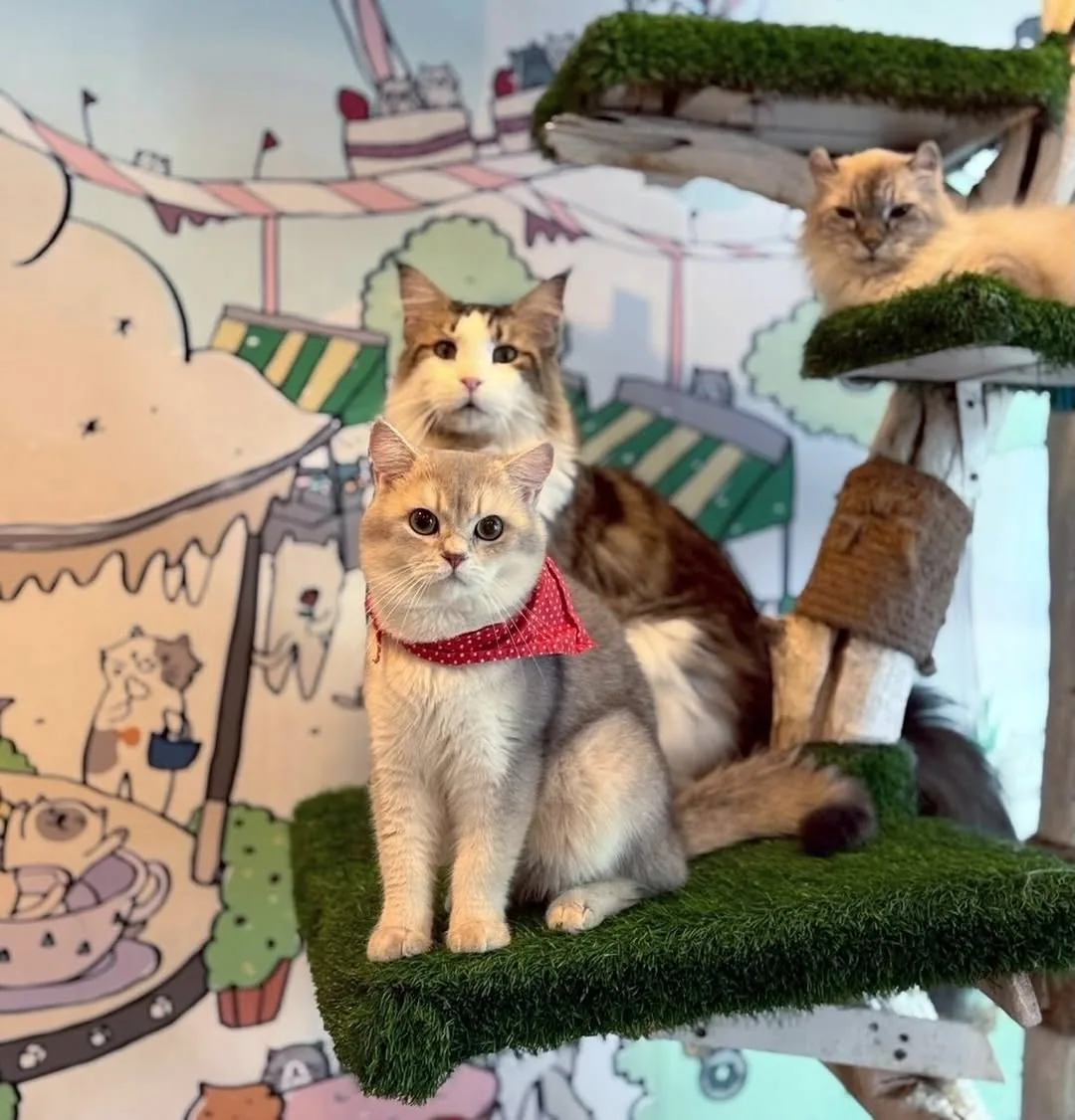 Caturday Cat Cafe in Bangkok — specialty coffee cafe