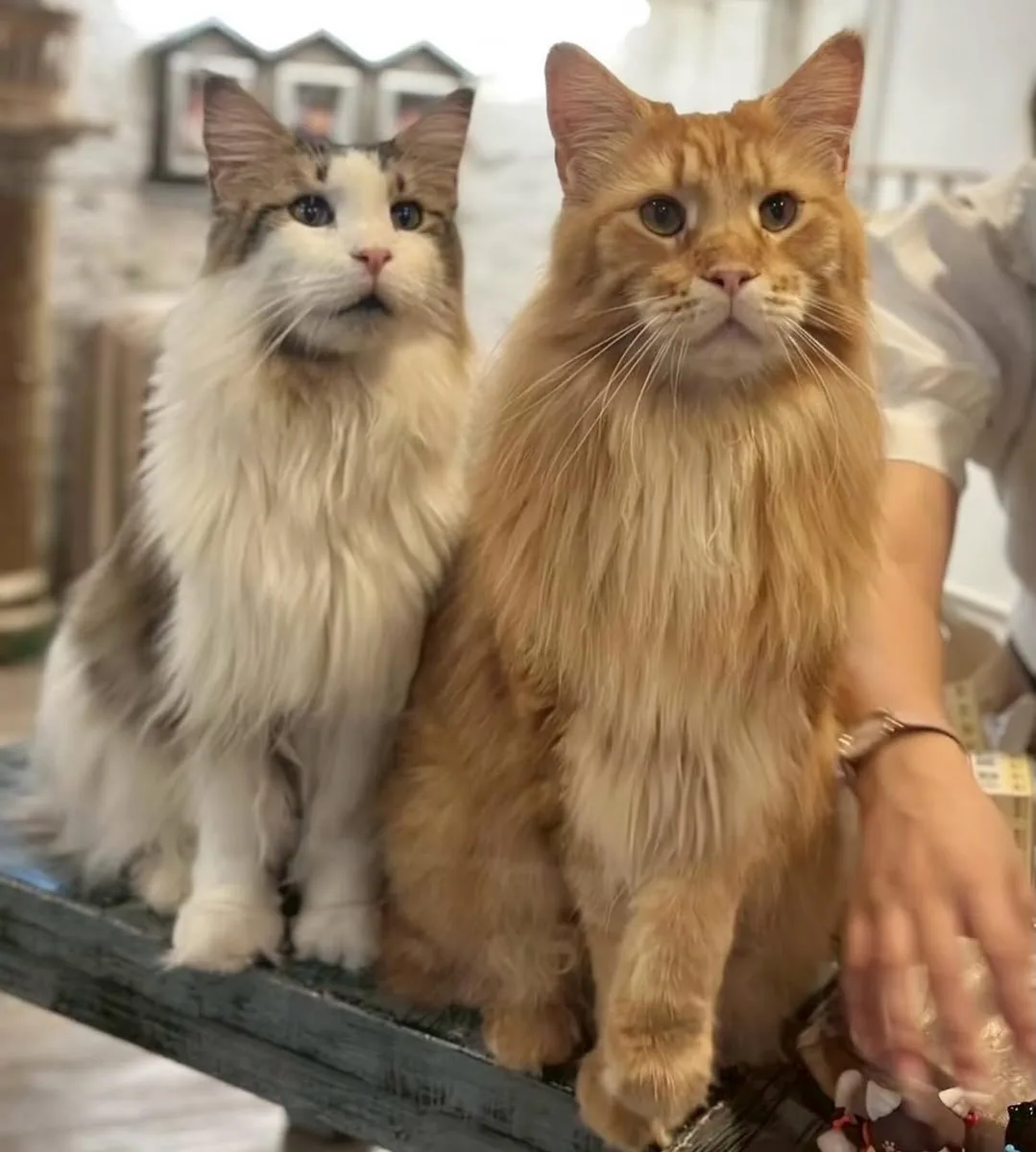 Caturday Cat Cafe (via instagram)