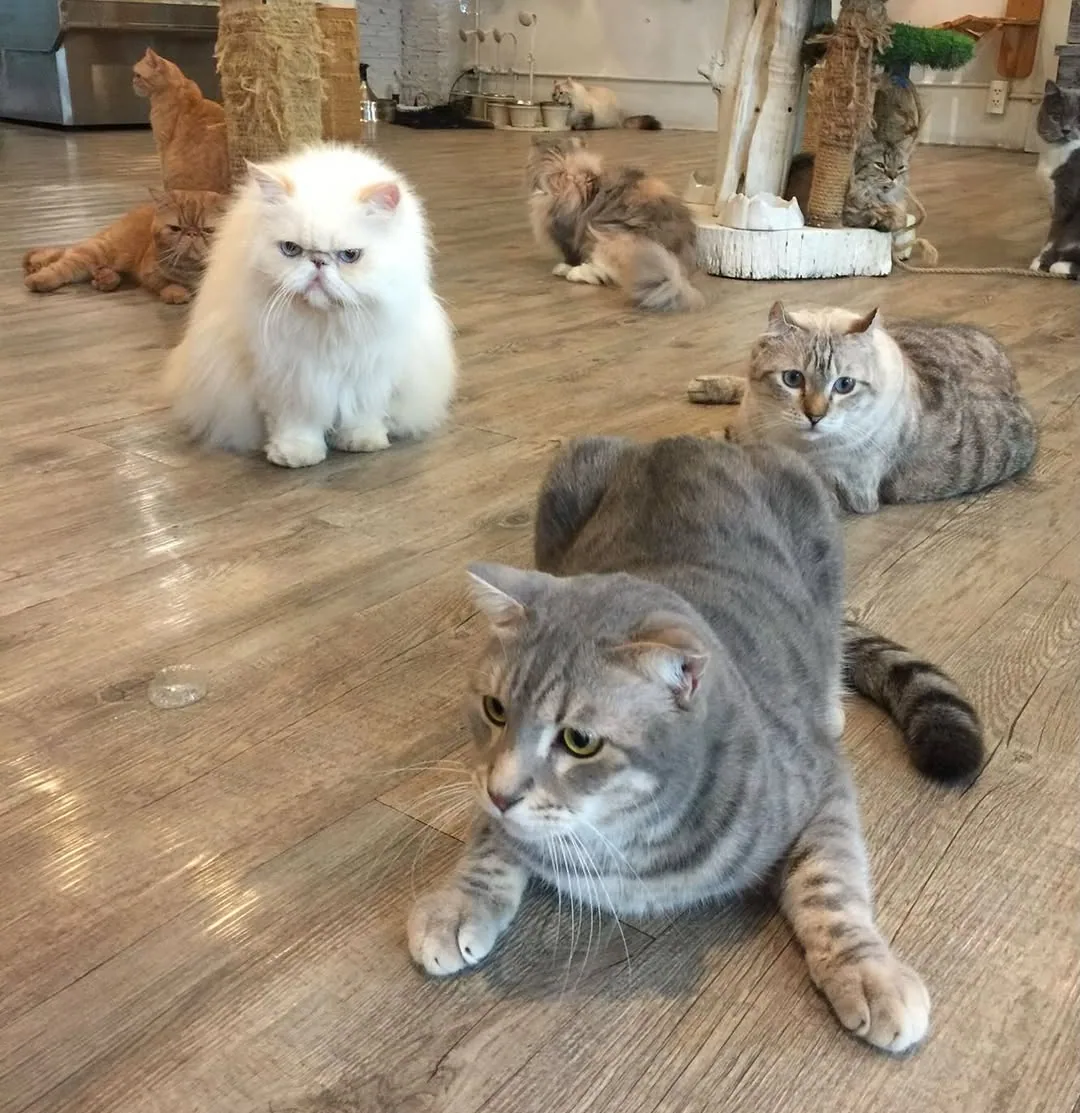 Caturday Cat Cafe (via instagram)