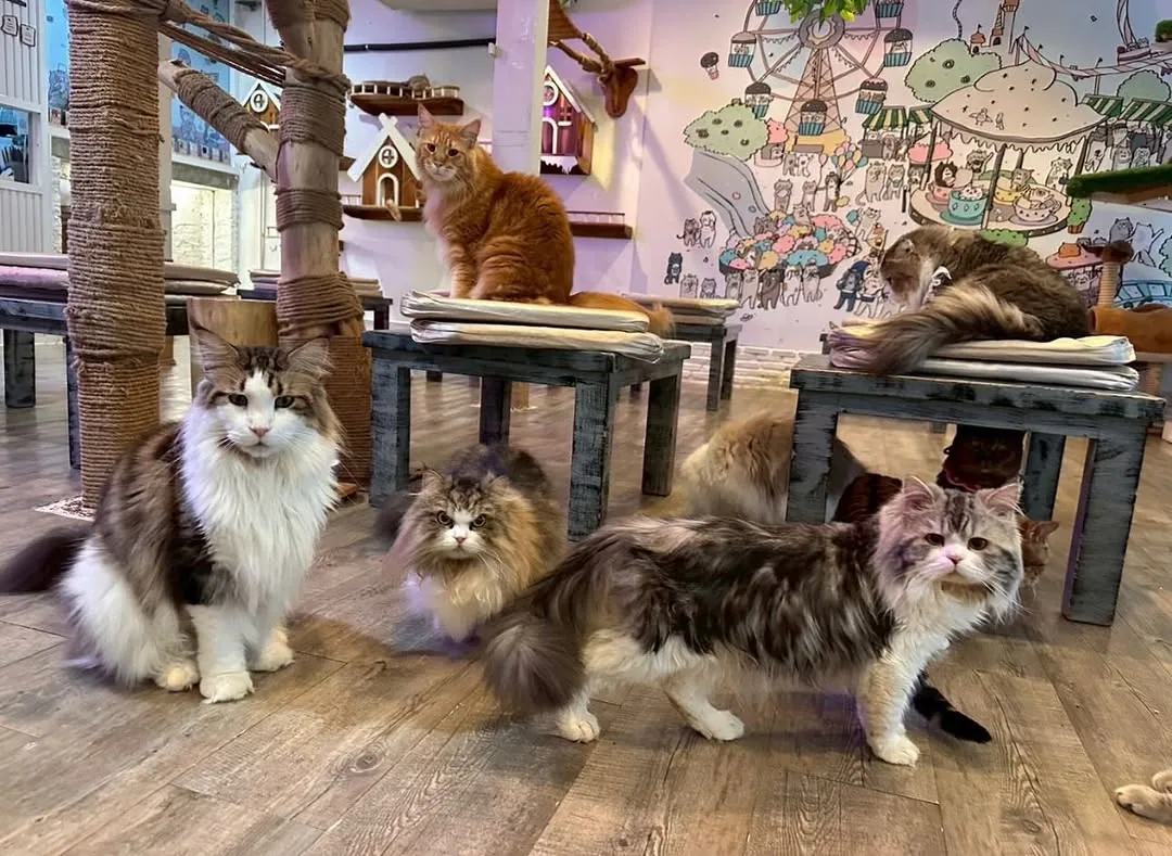 Caturday Cat Cafe (via instagram)
