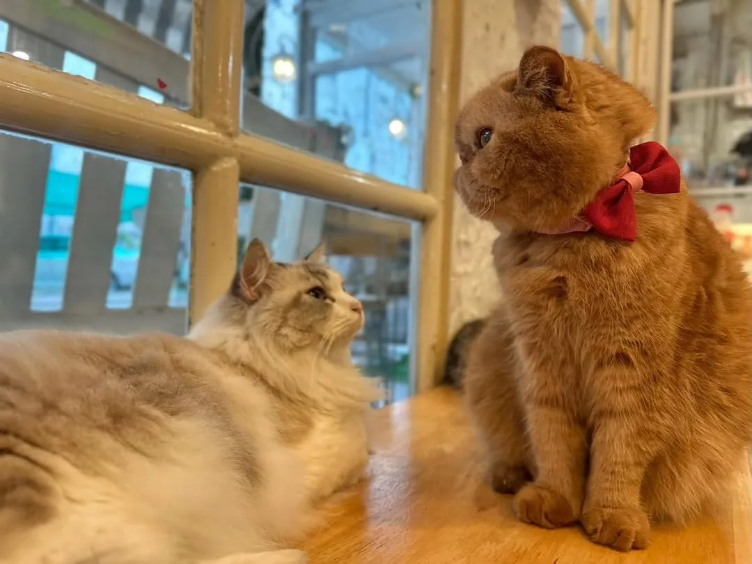 Caturday Cat Cafe (via instagram)