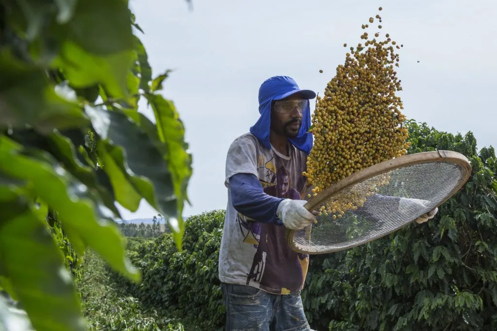 brazil sul de minas coffee by the kaffeeklatsch
