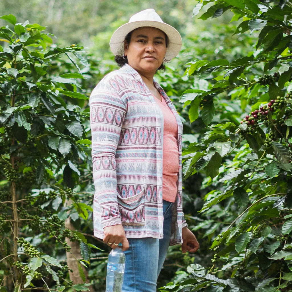 fincas el cerquín del portillo coffee by caribe coffee co. roastery