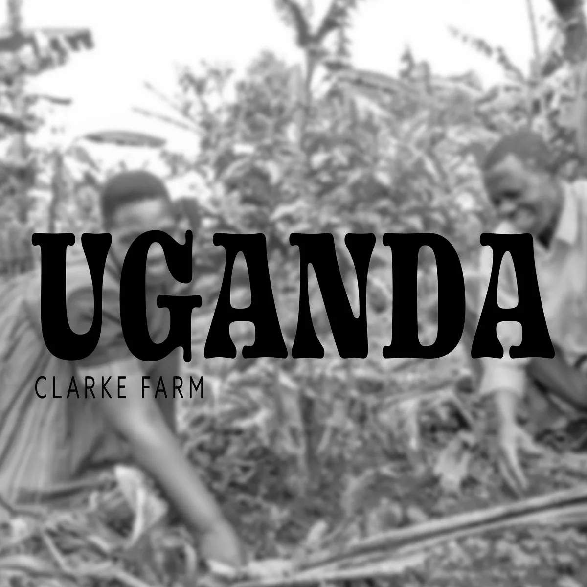 uganda clarke's farm coffee by deluxe coffeeworks roastery & espresso bar