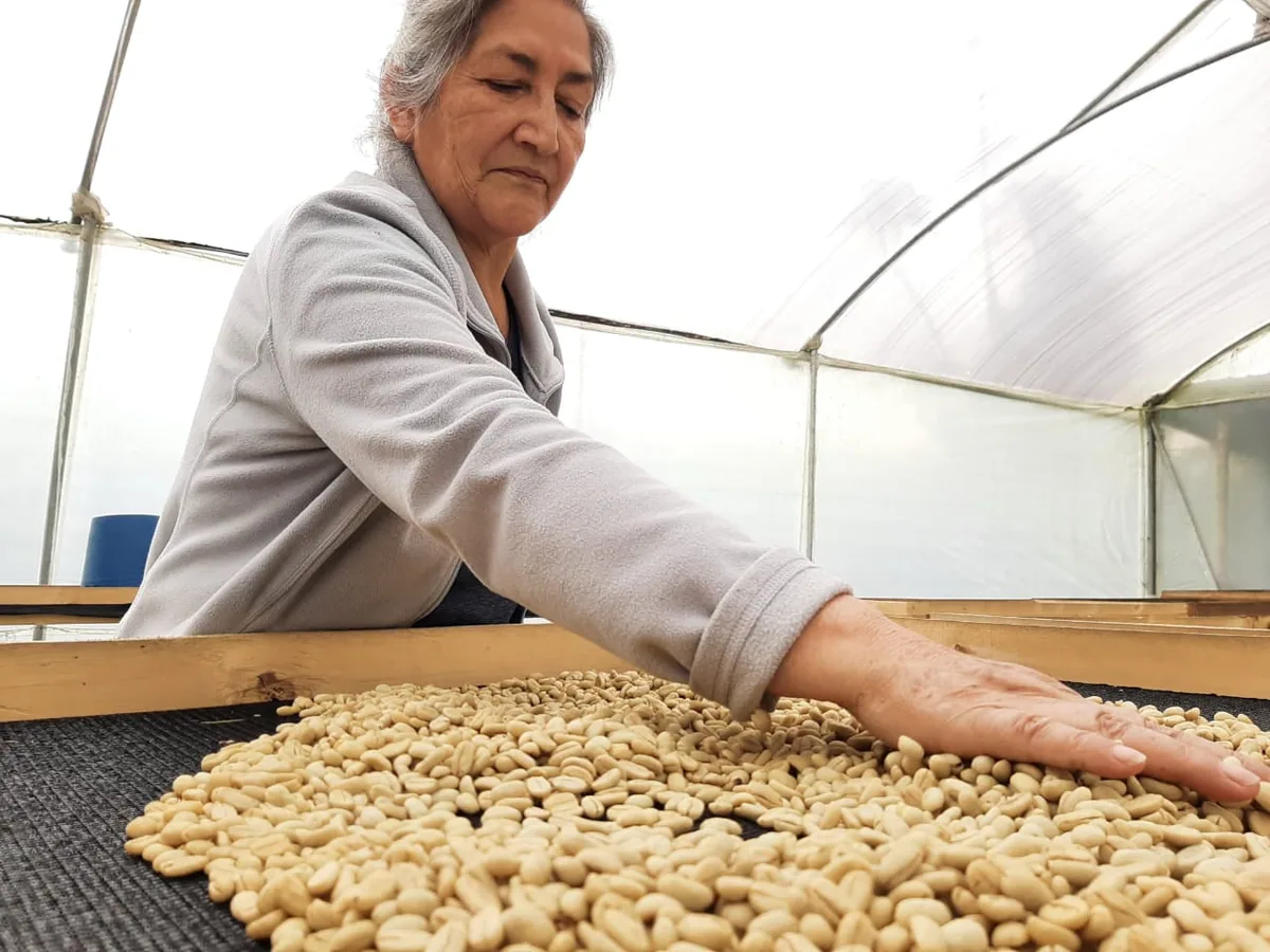alambi ecuador coffee by the fix coffee roasters
