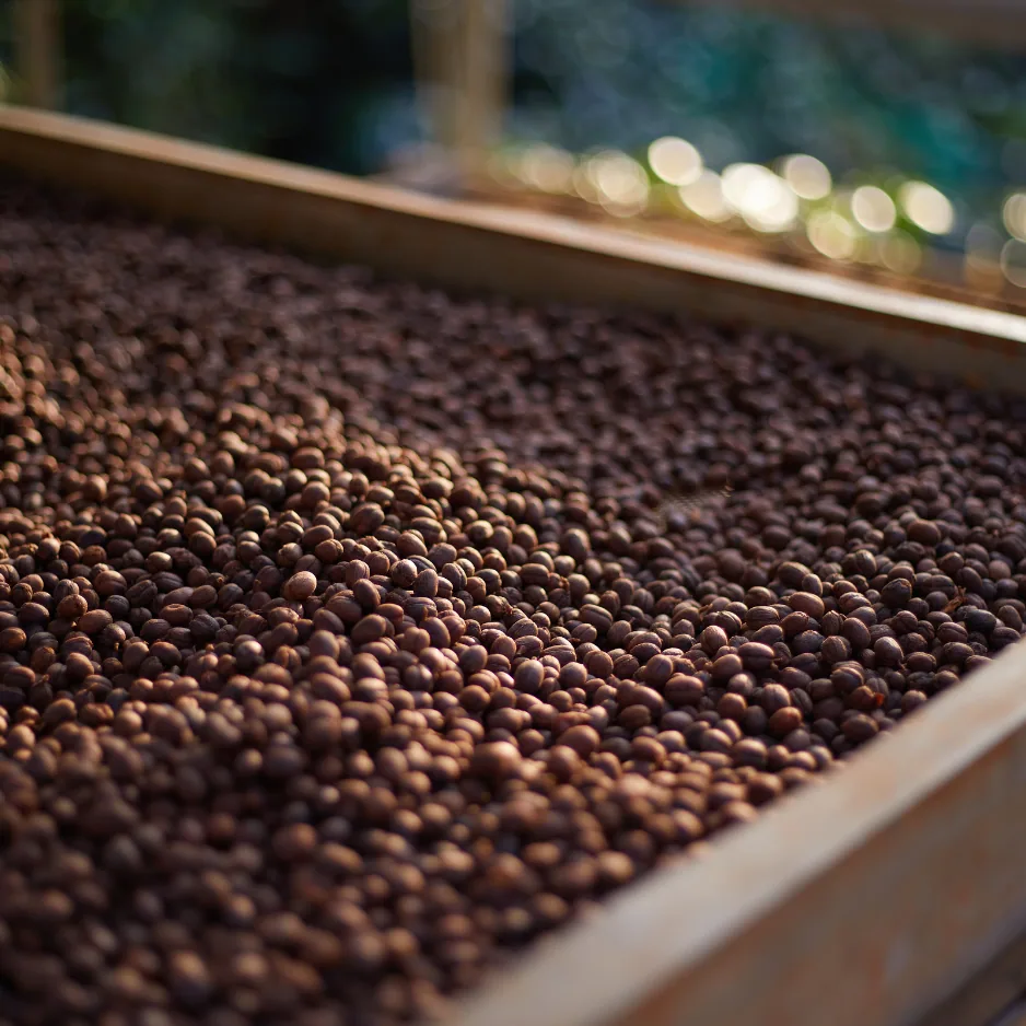 banko gotiti natural - raw green coffee - ethiopia coffee by transcend coffee and roastery