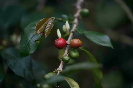 colombia ep excelso coffee by cafe typica small batch roasters