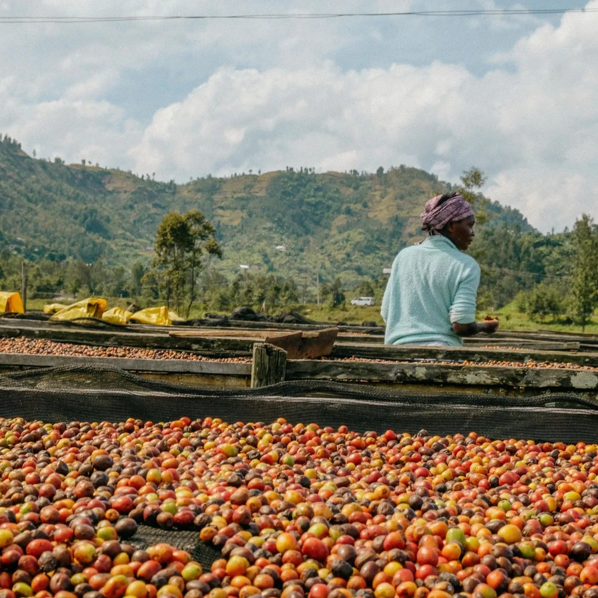 rwanda - karambi coffee by golden sheep coffee