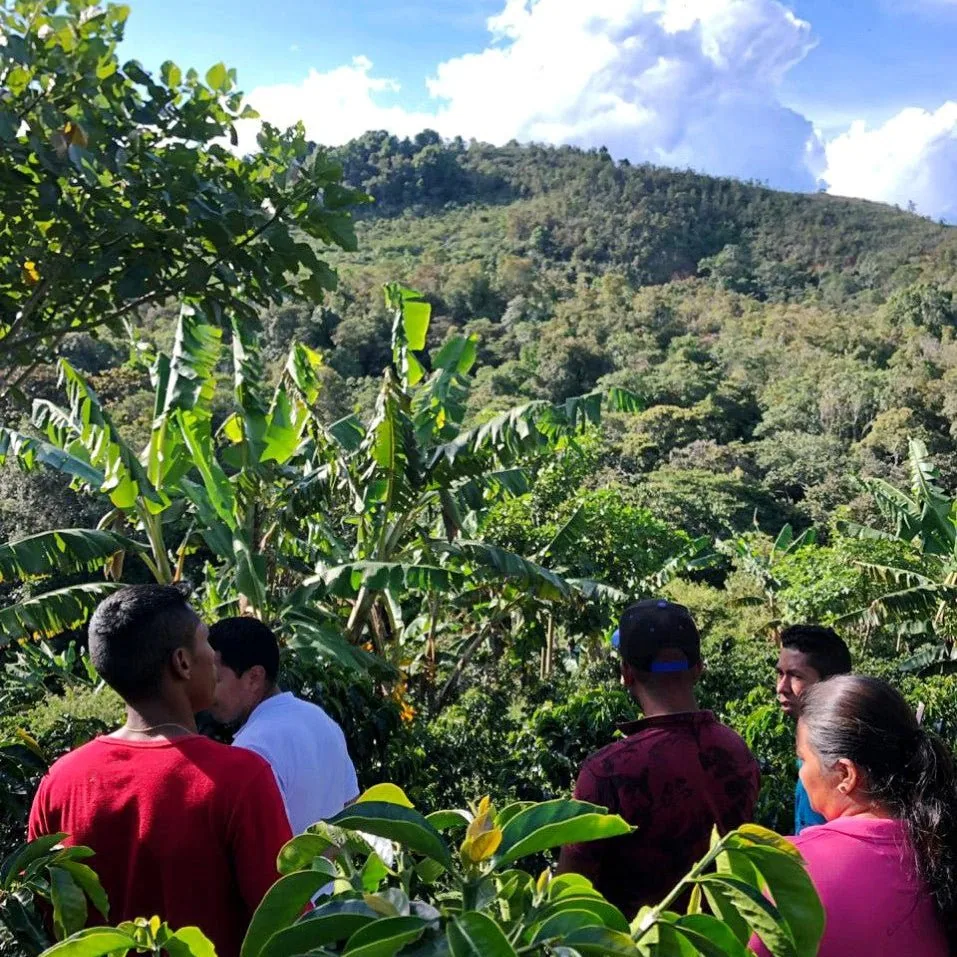 kolumbien | asomujer washed ea sugarcane coffee by cabana coffee roasters