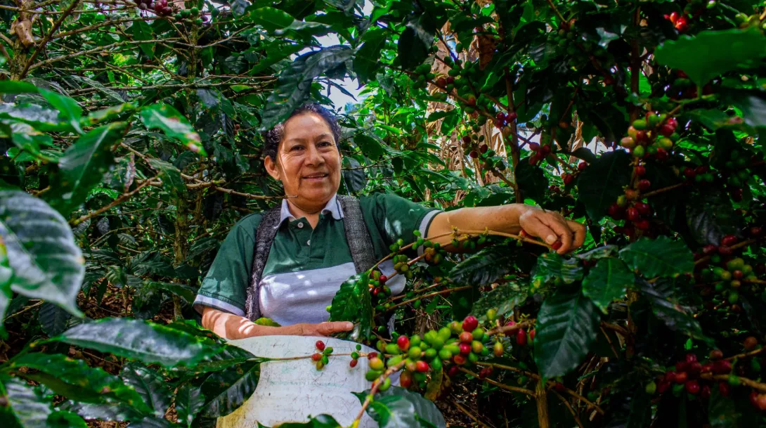 | peru arabica la prosperidad | tangerine, pruim en chocolade coffee by koffiebranderij gebrand op smaak