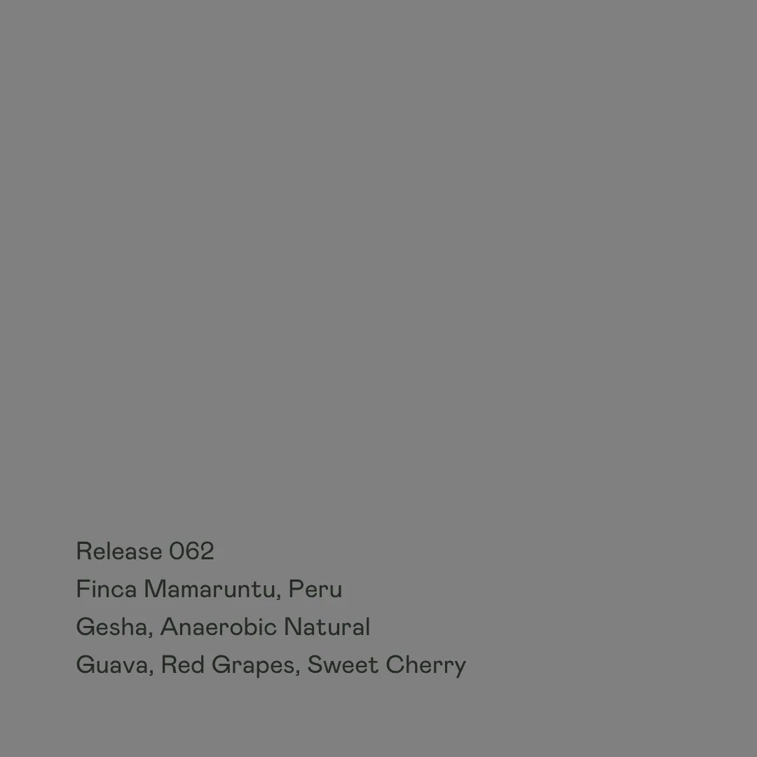 release 062 - finca mamaruntu, gesha anaerobic natural coffee by special guests