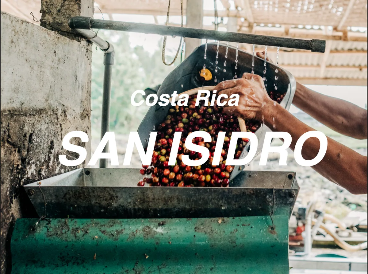 哥斯大黎加 聖伊斯德羅莊園 紅波旁 蜜處理 (costa rica san isidro bourbon honey) - costa rica coffee by moonshine coffee roasters | 私釀咖啡商行 (敦南旗艦店)