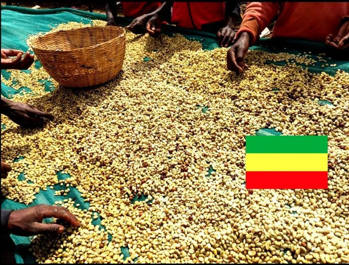【ethiopia】エチオピア イルガチェフェ コチャレ ナチュラル 100g~ coffee by セイコードー・コーヒー