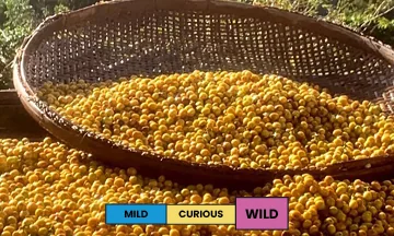 brazil | dois irmaos | catuai | natural - brazil coffee by proud mary coffee