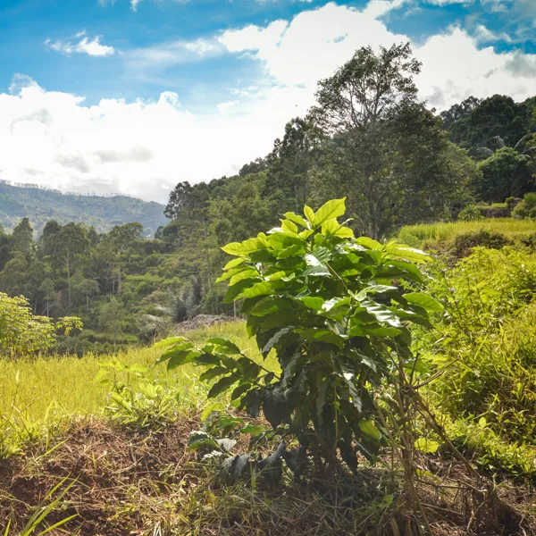sulawesi coffee by cafe moto