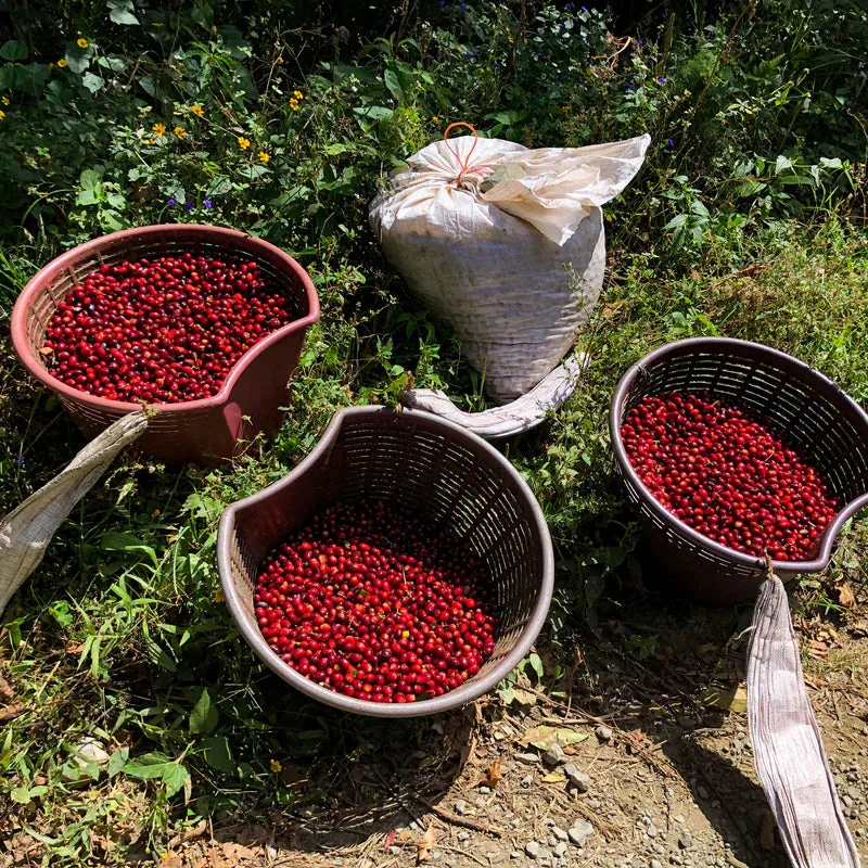 panama geisha hacienda la esmeralda (private collection) 80g coffee by java roastery