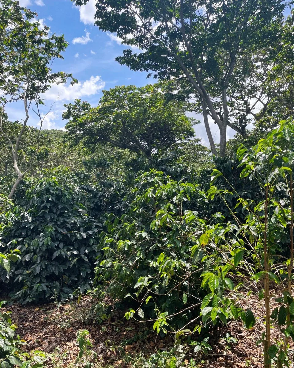 guatemala | santa rosa coffee by cabana coffee roasters