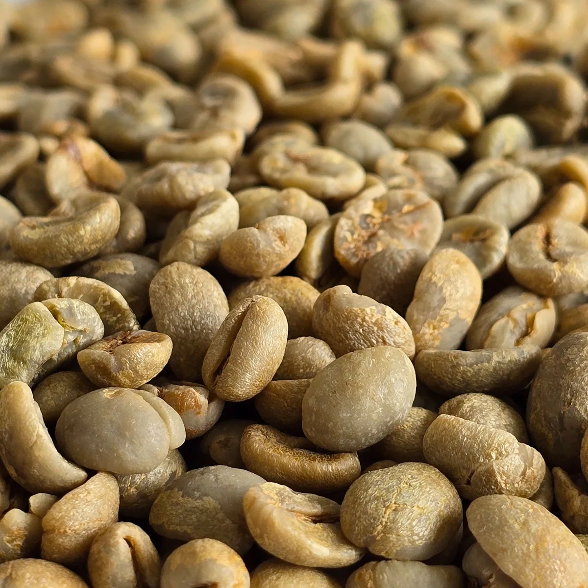 brazil cerrado unroasted green coffee beans 1kg coffee by chiasso coffee roasters
