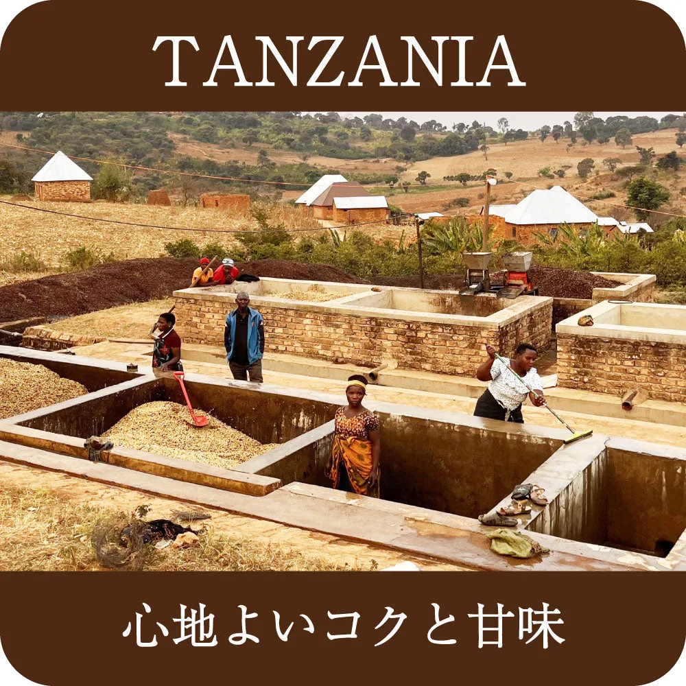タンザニア イユラ 25/26ニュークロップ【中深煎り】 - tanzania coffee by 4trees coffee 焙煎labo堺