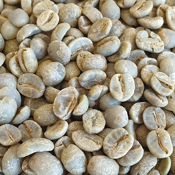 brazil ipanema rfa unroasted green coffee beans 1kg coffee by chiasso coffee roasters